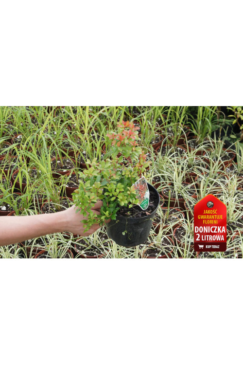 Pieris japoński 'Little Heath Green' Pieris japonica