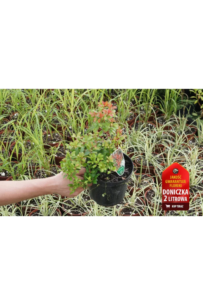 Pieris japoński 'Little Heath Green' Pieris japonica