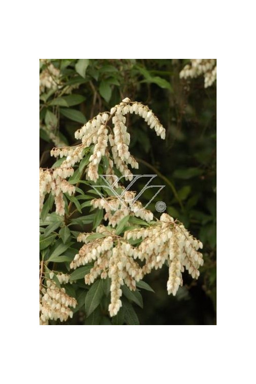 Pieris japoński 'Little Heath Green' Pieris japonica