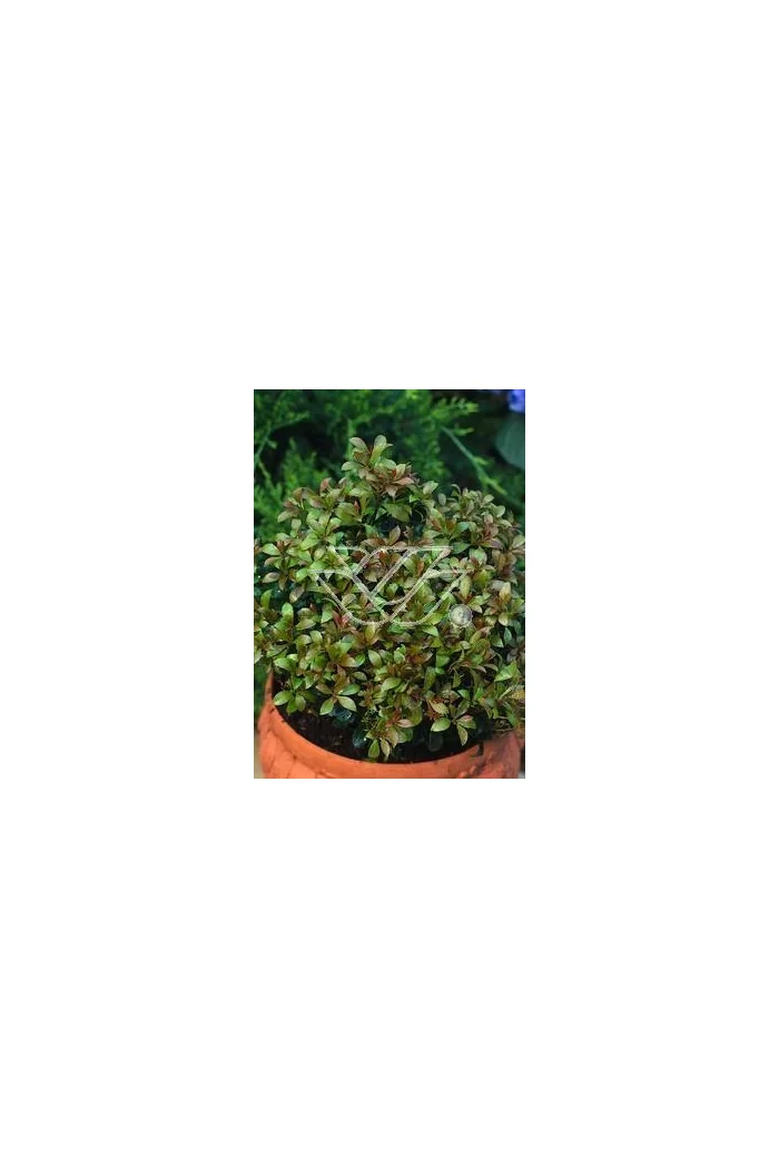 Pieris japoński 'Little Heath Green' Pieris japonica