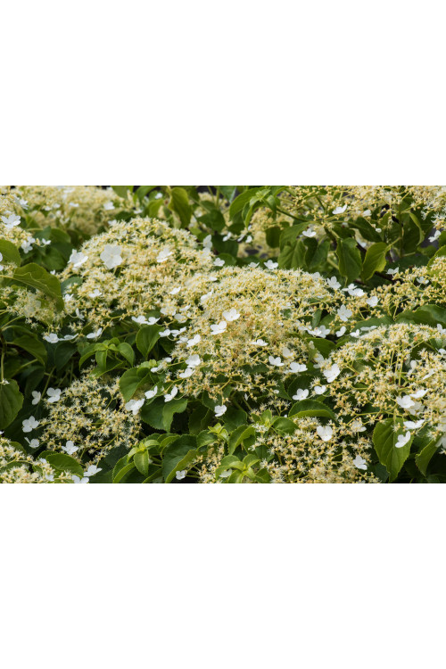 Hortensja pnąca | Hydrangea petiolaris