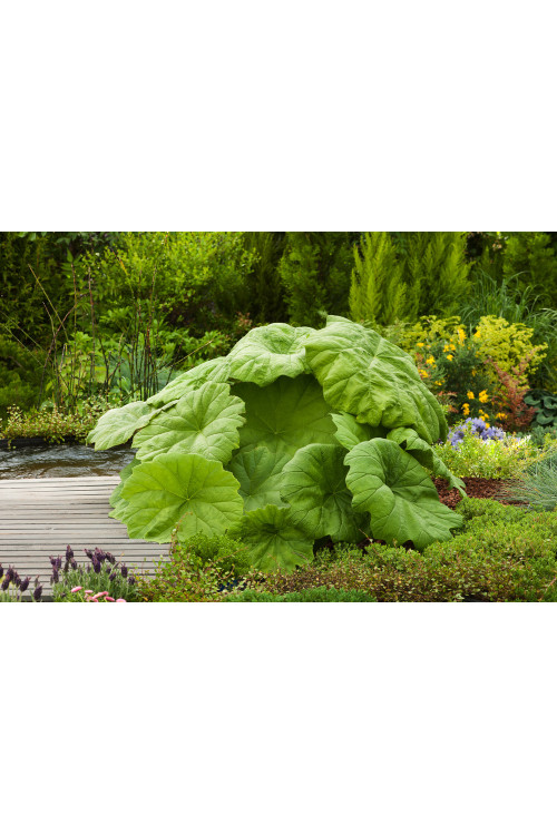 Rodgersja tarczolistna | Rodgersia tabularis