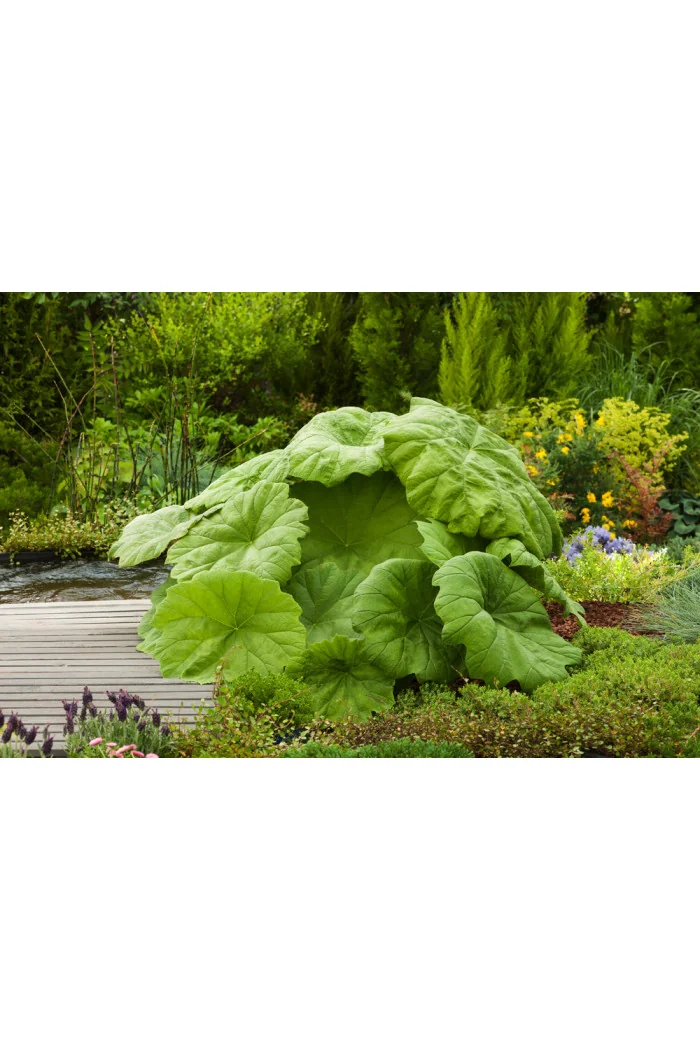Rodgersja tarczolistna | Rodgersia tabularis