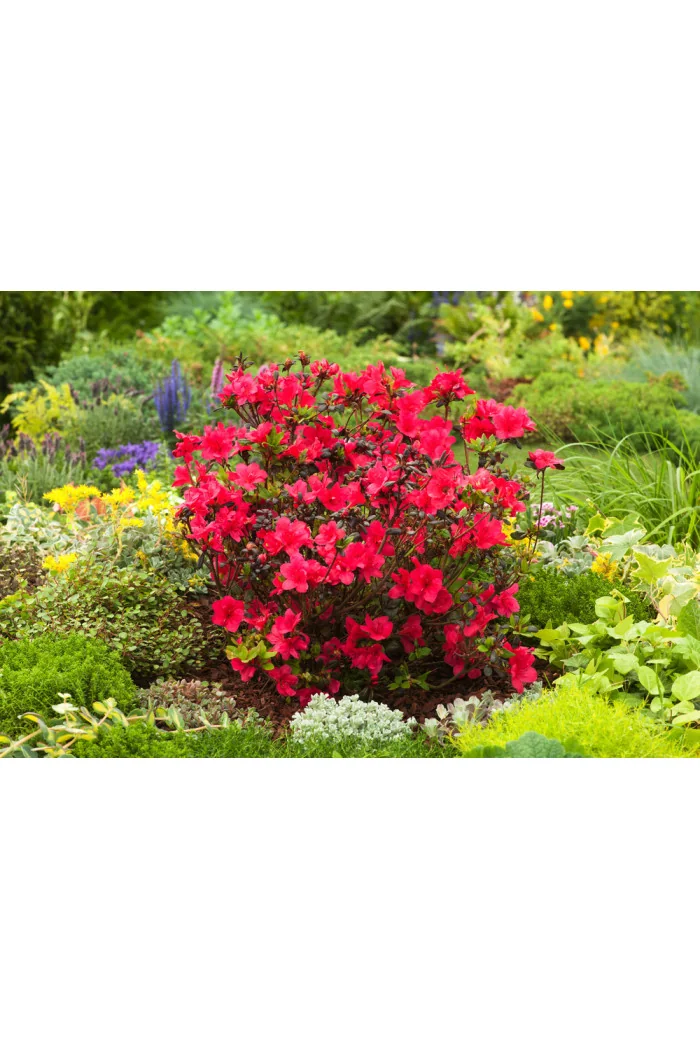 Azalia japońska 'Maruschka' | Azalea japonica