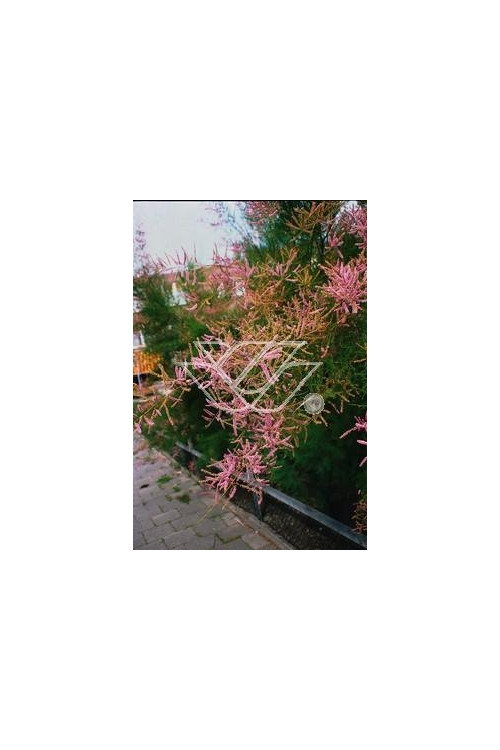 Tamaryszek pięciopręcikowy 'Rubra' Tamarix ramosissima