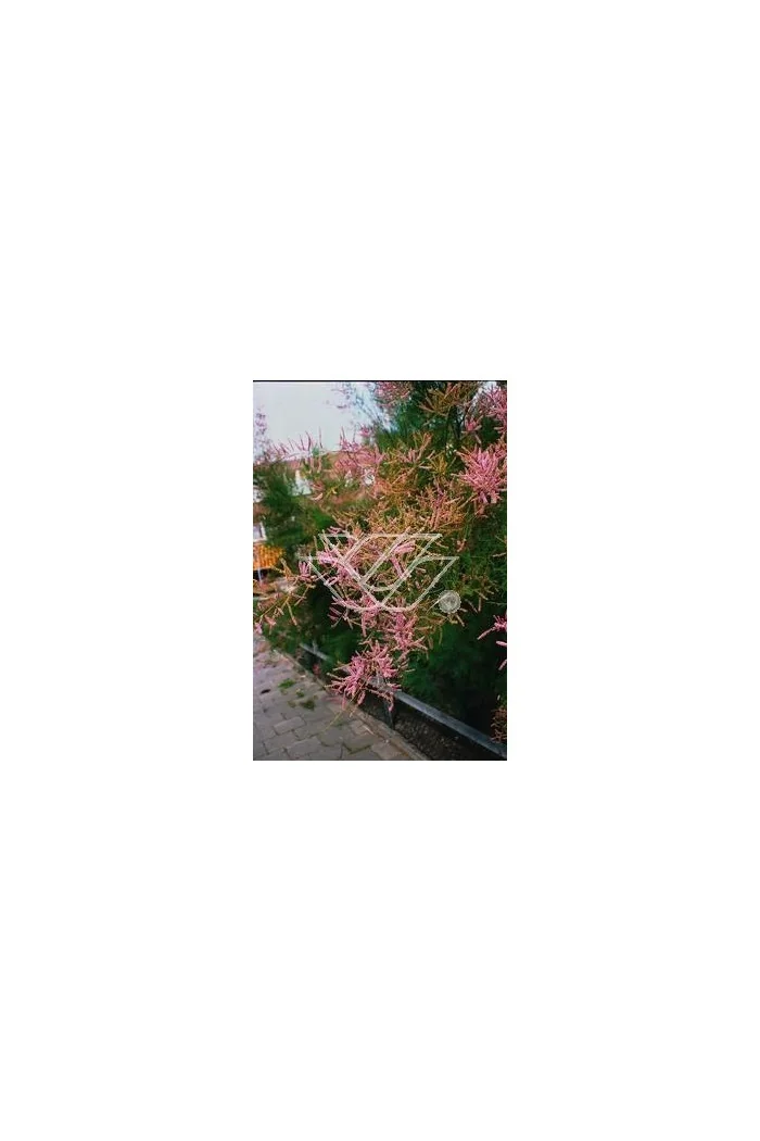 Tamaryszek pięciopręcikowy 'Rubra' Tamarix ramosissima