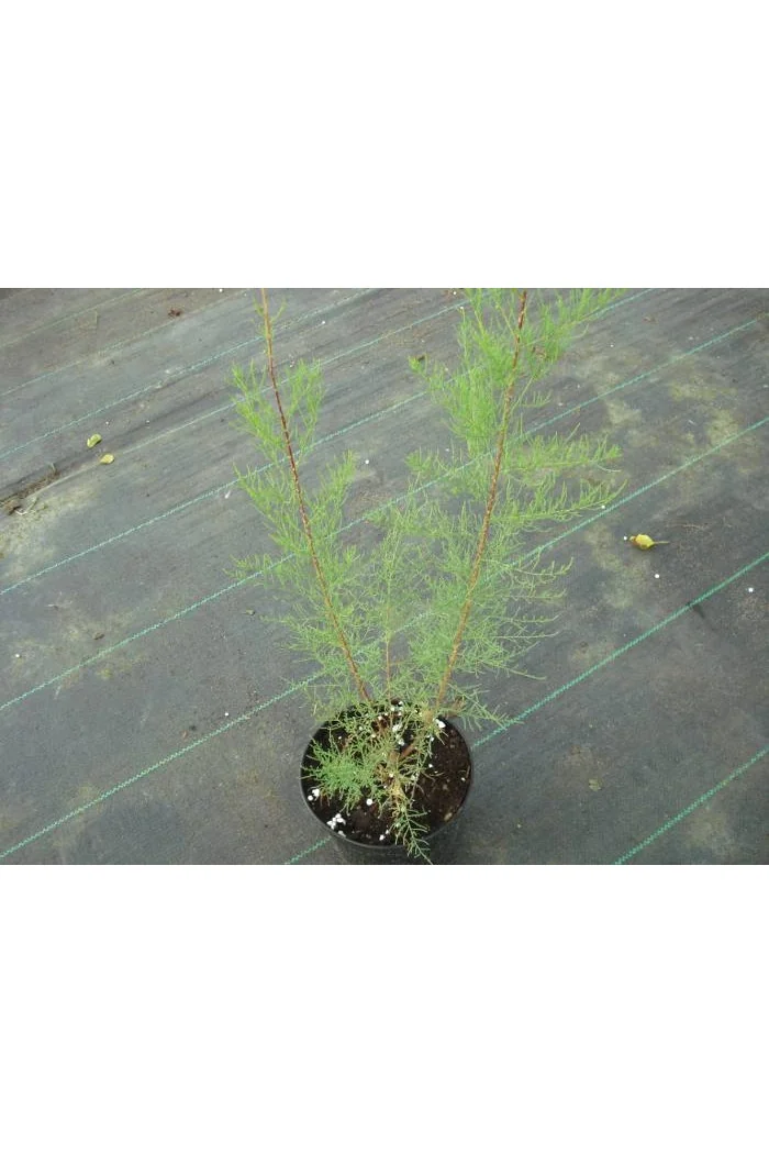 Tamaryszek pięciopręcikowy 'Rubra' Tamarix ramosissima