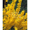 Forsycja pośrednia 'Miniglod' Forsythia intermedia