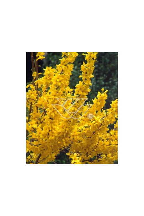 Forsycja pośrednia 'Miniglod' Forsythia intermedia