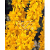 Forsycja pośrednia 'Miniglod' Forsythia intermedia