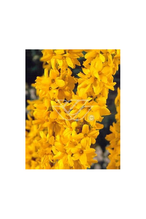 Forsycja pośrednia 'Miniglod' Forsythia intermedia