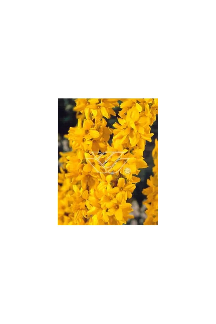 Forsycja pośrednia 'Miniglod' Forsythia intermedia