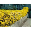 Forsycja pośrednia 'Miniglod' Forsythia intermedia