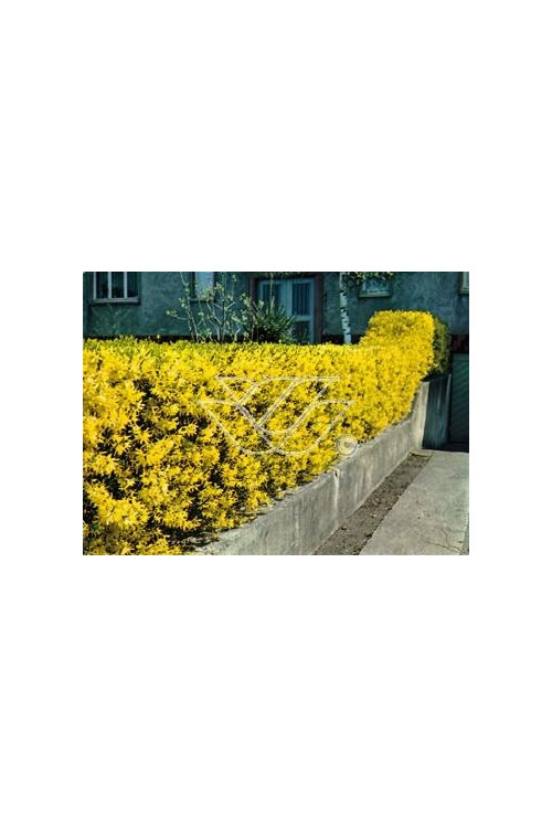 Forsycja pośrednia 'Miniglod' Forsythia intermedia