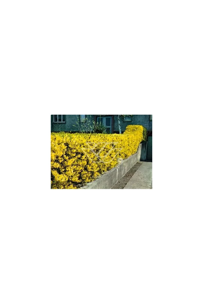 Forsycja pośrednia 'Miniglod' Forsythia intermedia