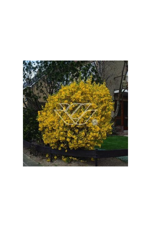 Forsycja pośrednia 'Miniglod' Forsythia intermedia