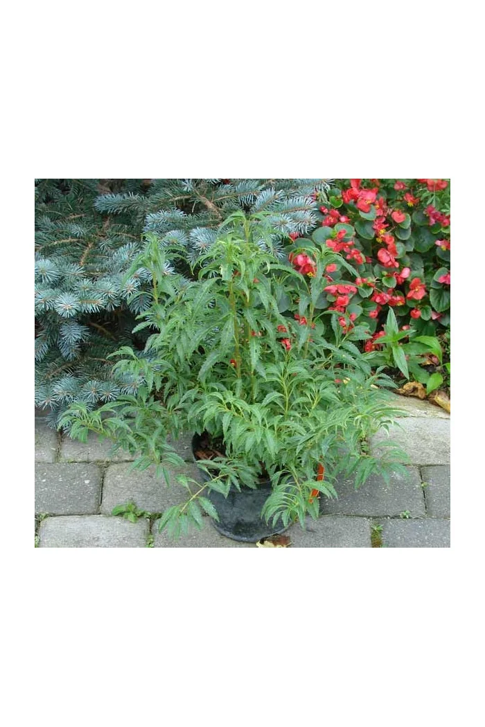 Forsycja pośrednia 'Miniglod' Forsythia intermedia