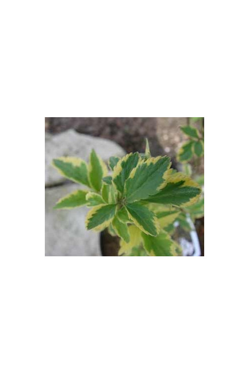 Bez czarny 'Variegata' Sambucus nigra