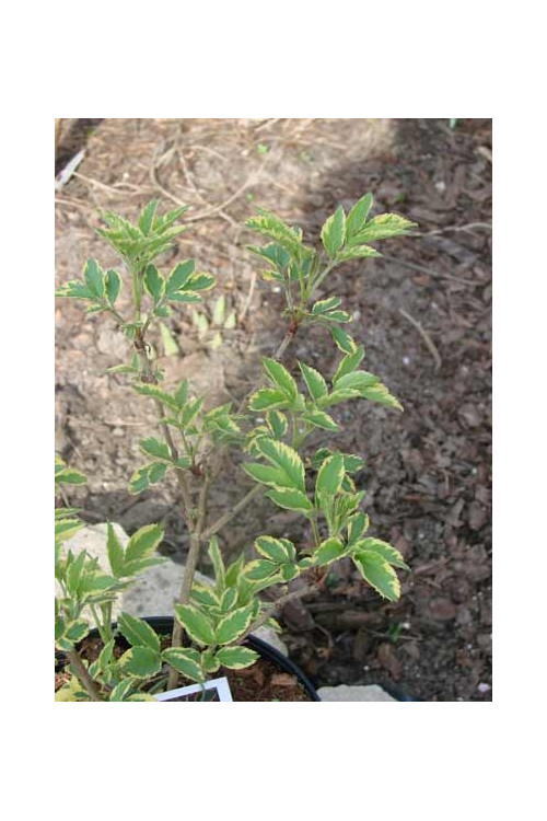 Bez czarny 'Variegata' Sambucus nigra