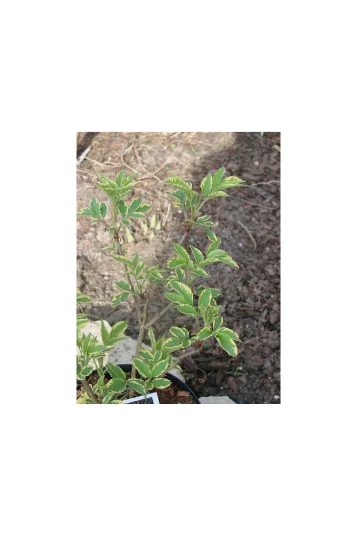 Bez czarny 'Variegata' Sambucus nigra