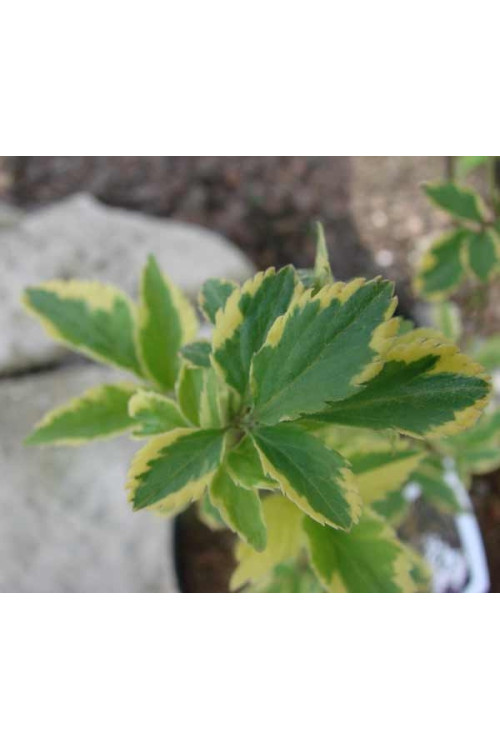 Bez czarny 'Variegata' Sambucus nigra