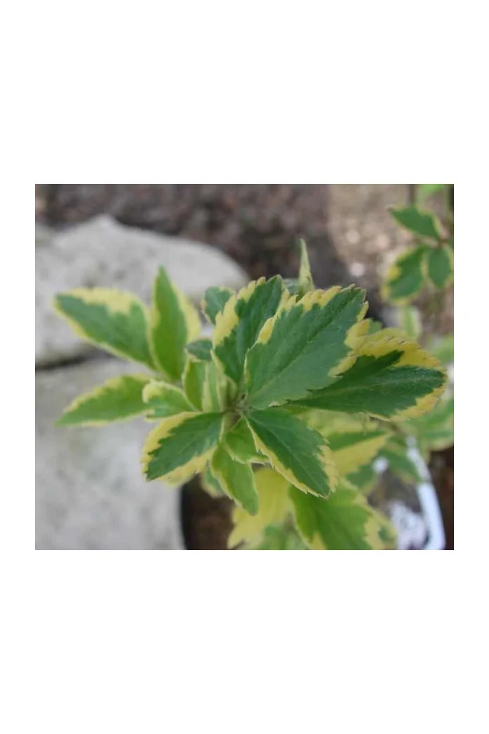 Bez czarny 'Variegata' Sambucus nigra