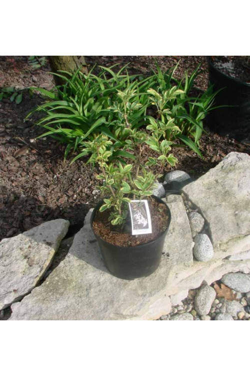 Bez czarny 'Variegata' Sambucus nigra