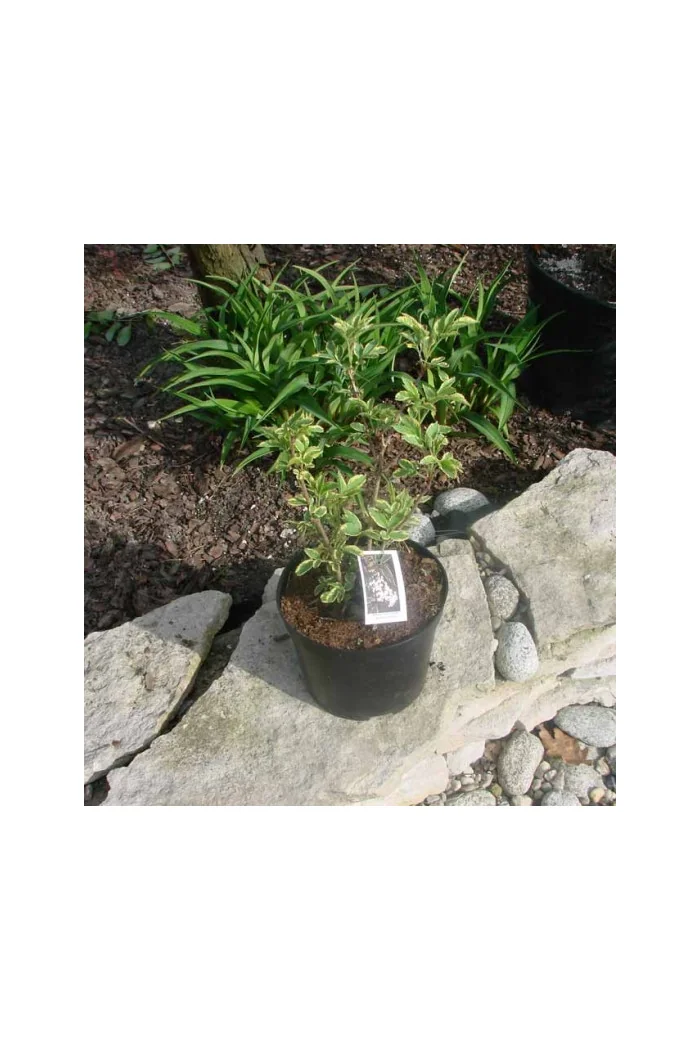 Bez czarny 'Variegata' Sambucus nigra