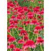 Jeżówka 'Secret Passion' Echinacea