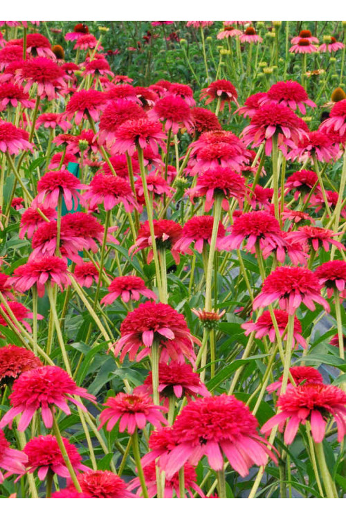 Jeżówka 'Secret Passion' Echinacea