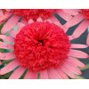 Jeżówka 'Secret Passion' Echinacea