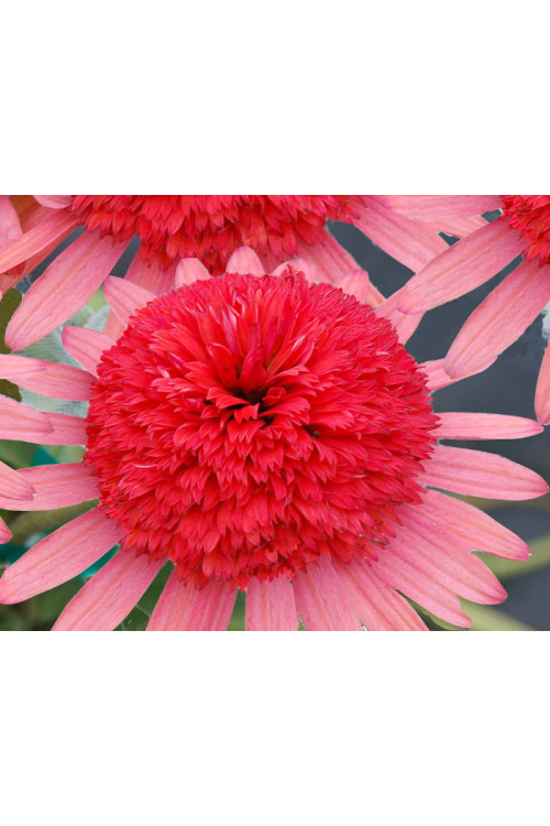 Jeżówka 'Secret Passion' Echinacea