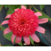 Jeżówka 'Secret Passion' Echinacea