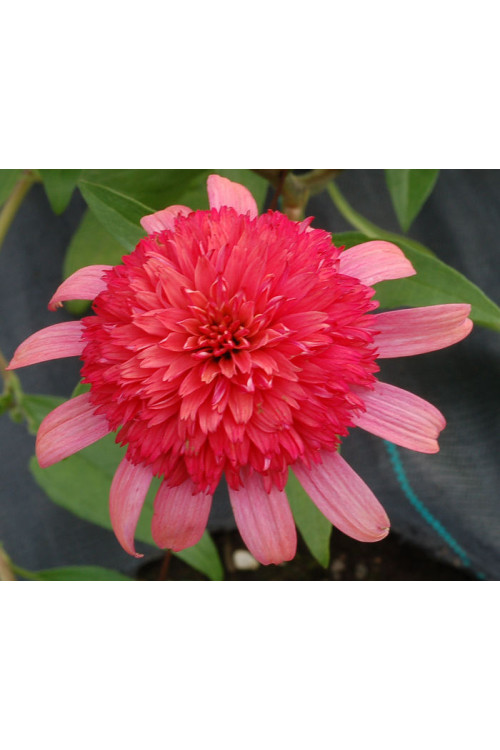 Jeżówka 'Secret Passion' Echinacea