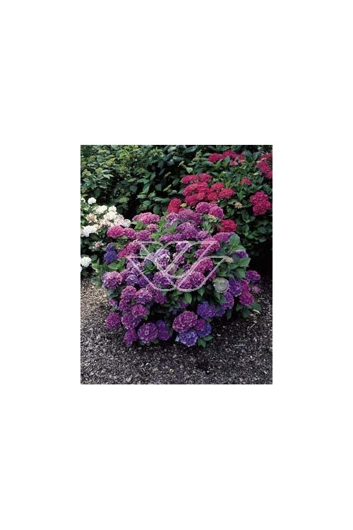 Hortensja ogrodowa 'Renate Steiniger' | Hydrangea macrophylla