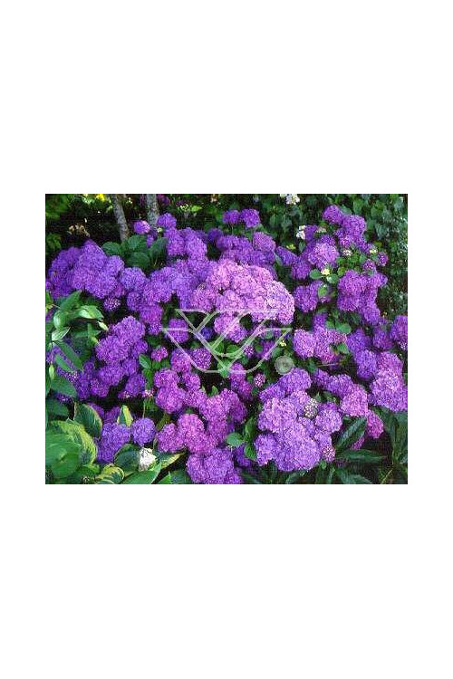 Hortensja ogrodowa 'Renate Steiniger' | Hydrangea macrophylla