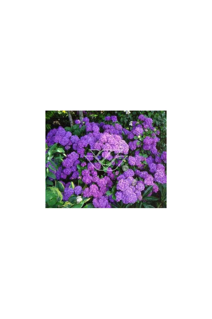 Hortensja ogrodowa 'Renate Steiniger' | Hydrangea macrophylla