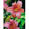 Liliowiec 'Pink Damask' | Hemerocallis