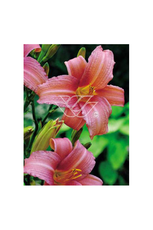 Liliowiec 'Pink Damask' | Hemerocallis
