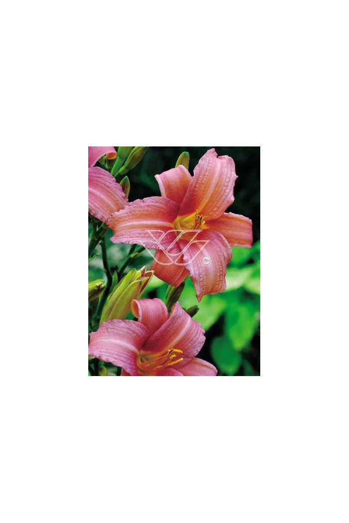 Liliowiec 'Pink Damask' | Hemerocallis