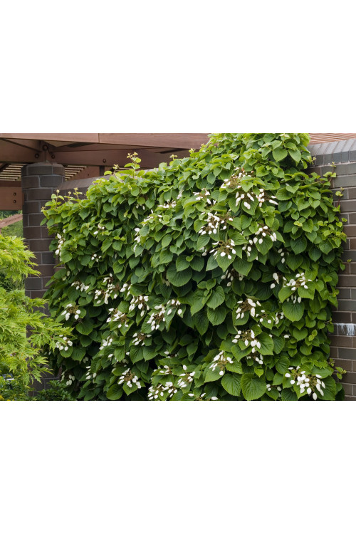 Przywarka japońska | Schizophragma hydrangeoides