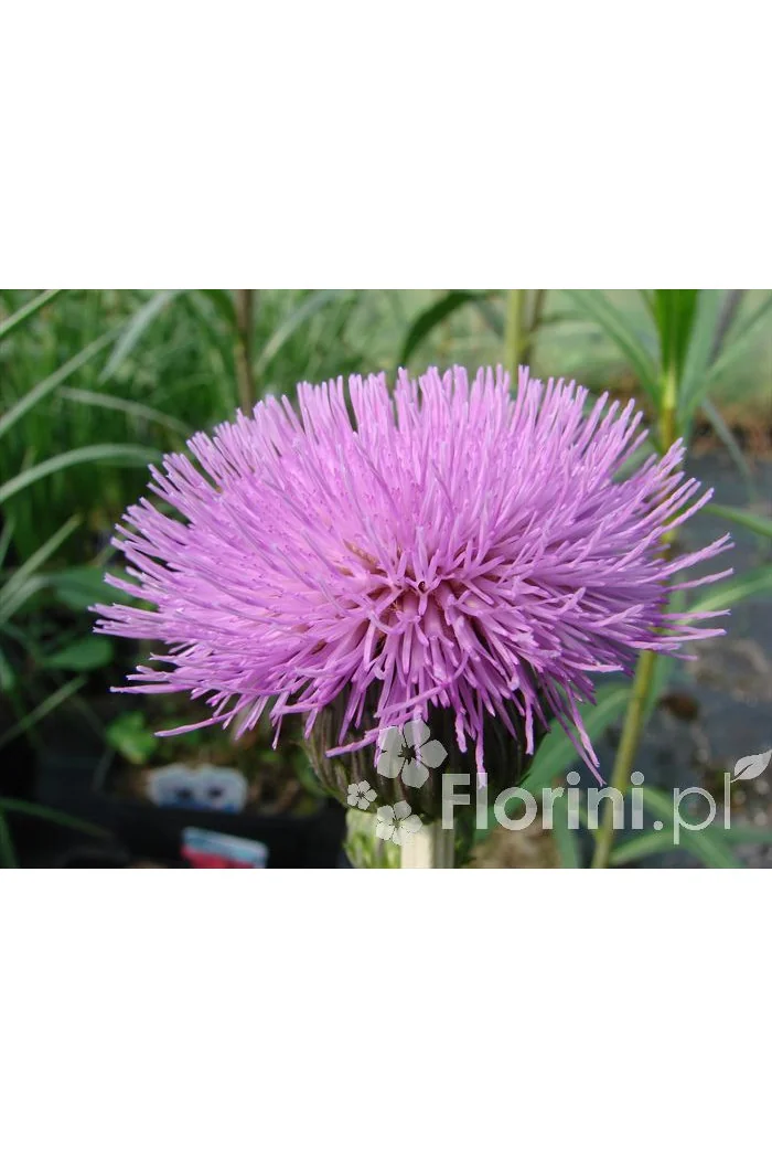Ostrożeń łąkowy 'Atropurpureum' Cirsium rivulare