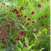 Ostrożeń łąkowy 'Atropurpureum' Cirsium rivulare