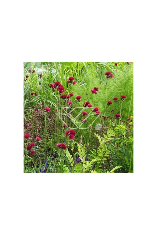 Ostrożeń łąkowy 'Atropurpureum' Cirsium rivulare