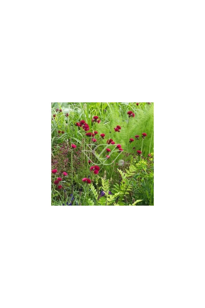 Ostrożeń łąkowy 'Atropurpureum' Cirsium rivulare