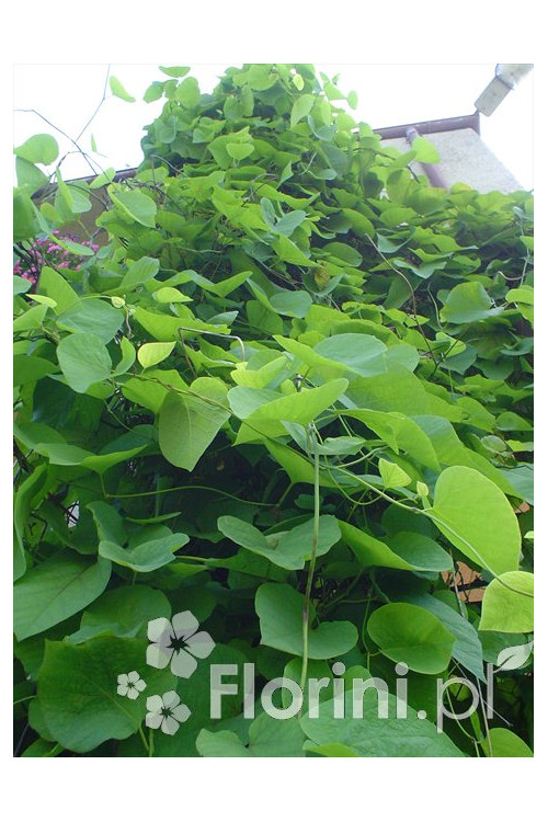 Kokornak wielkolistny | Aristolochia durior