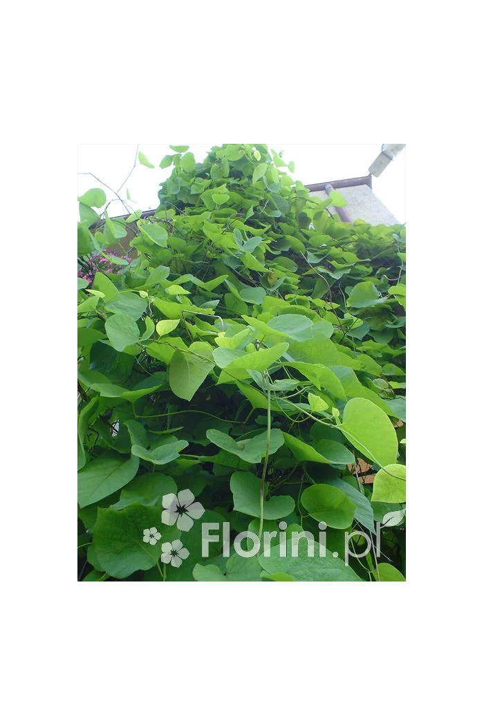 Kokornak wielkolistny | Aristolochia durior