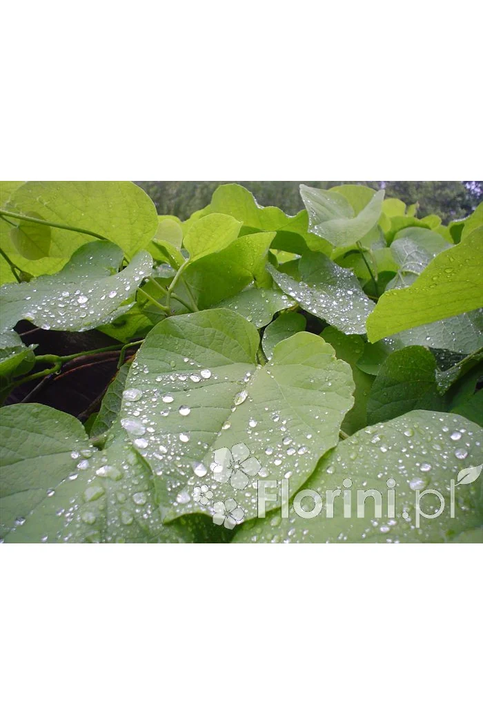 Kokornak wielkolistny | Aristolochia durior