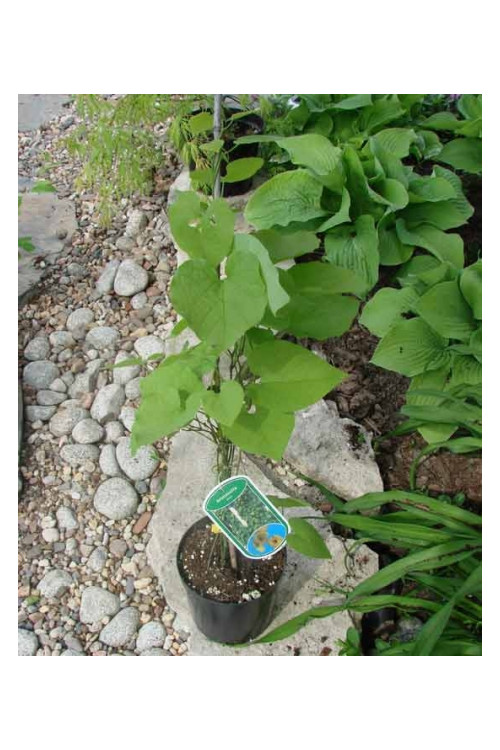 Kokornak wielkolistny | Aristolochia durior