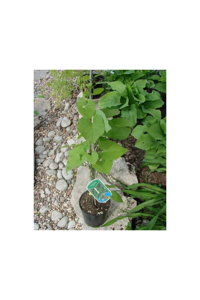 Kokornak wielkolistny | Aristolochia durior